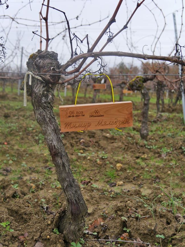 Виноградник на урожай